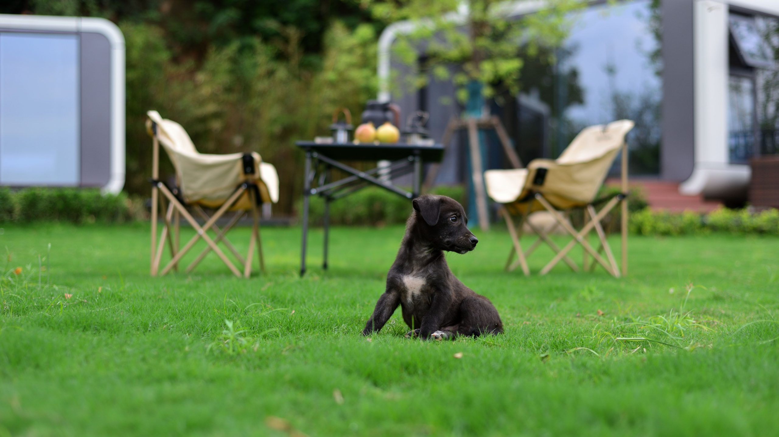 Perro en un entorno de descanso y cuidado