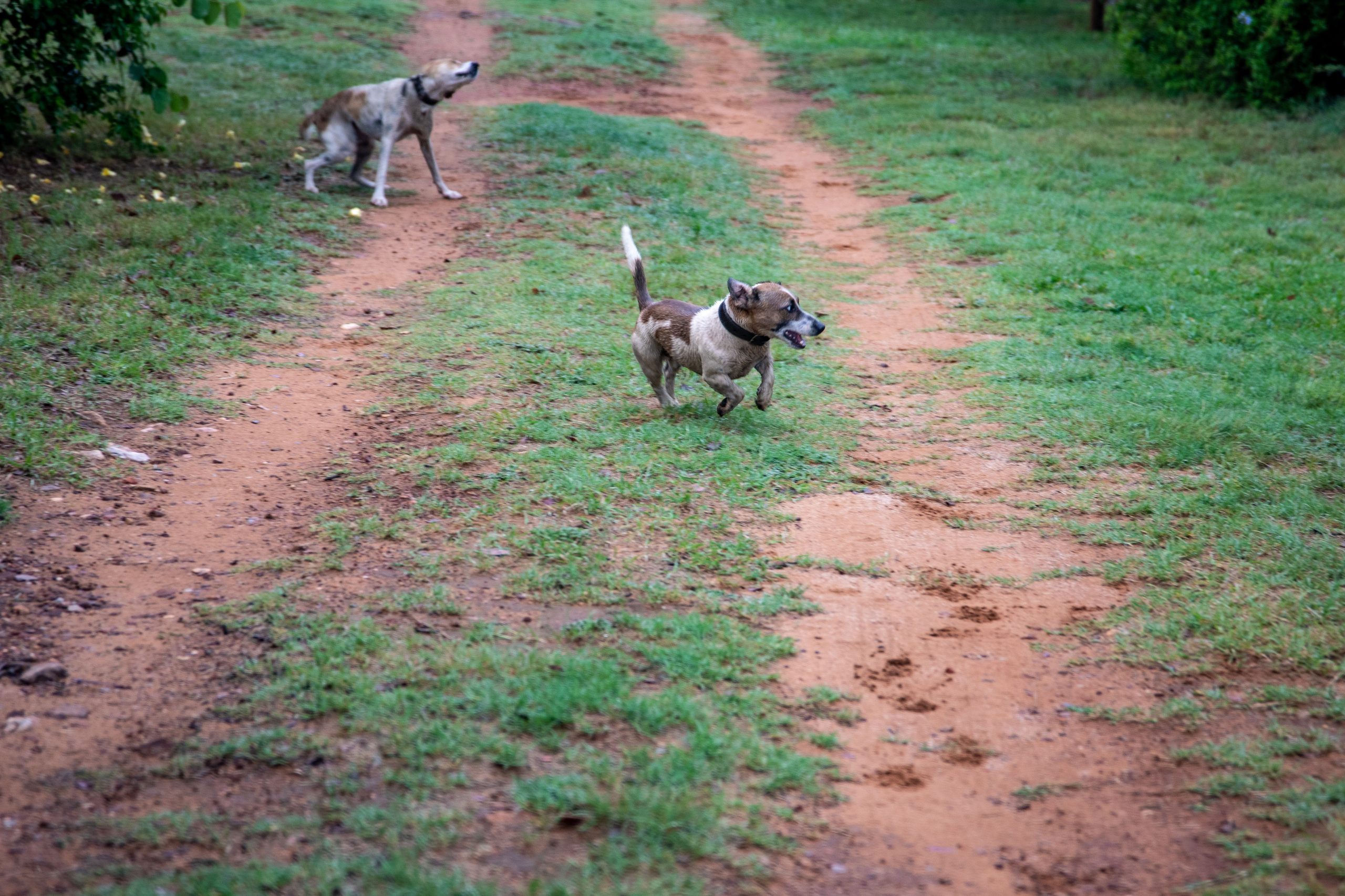 Perros disfrutando de un entorno al aire libre