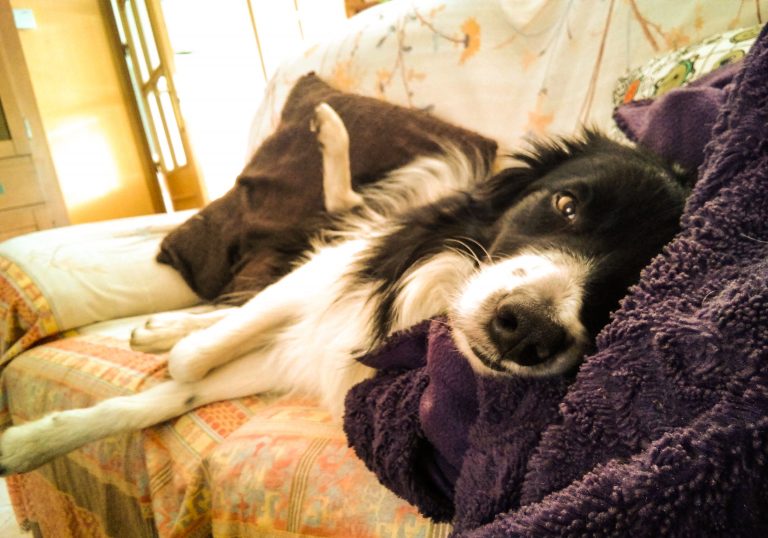 Como escoger una residencia para mi perro