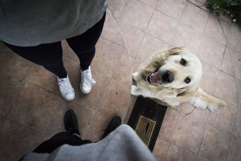 Hablando con mi perro