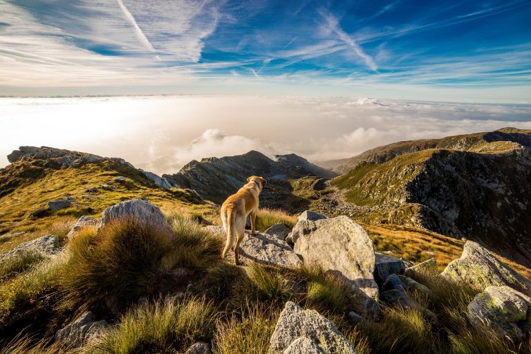 Vacaciones ¿y mi perro?