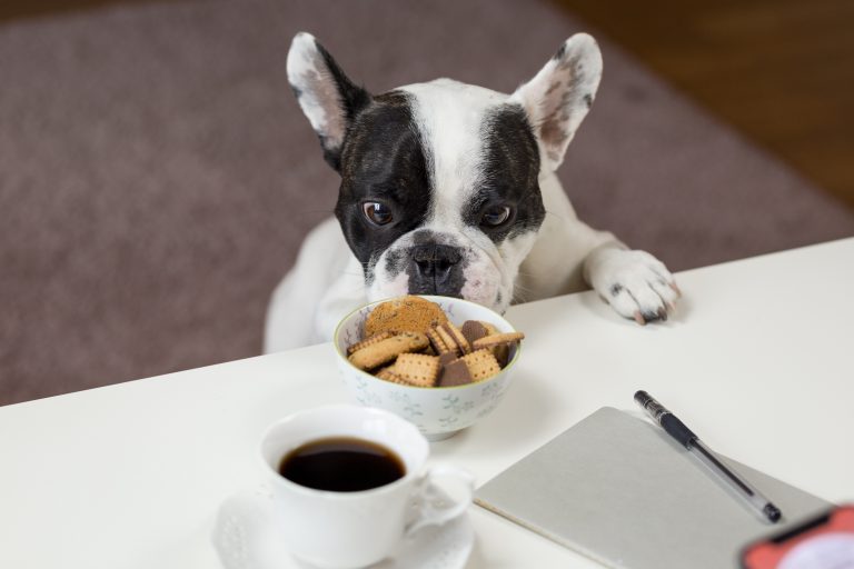 Transición: Como cambiar de alimentación a mi perro.