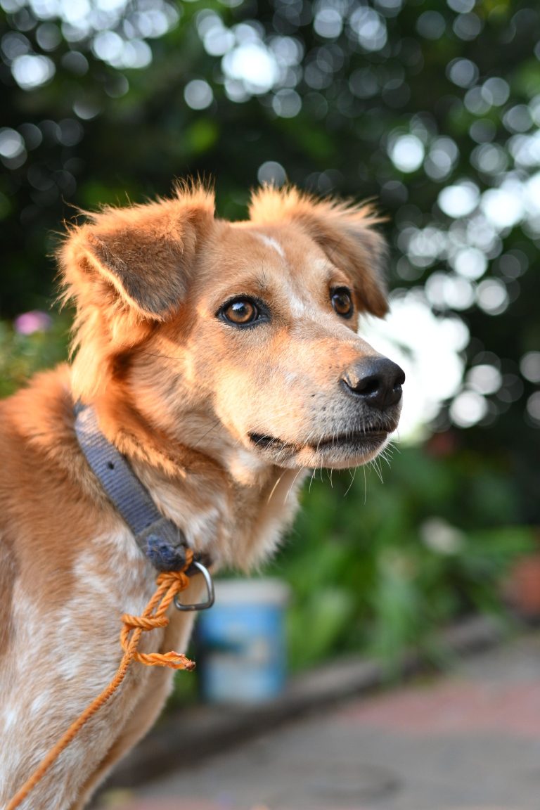 lenguaje corporal del perro
