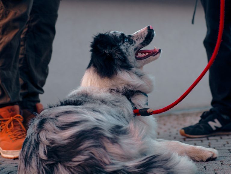 educación canina en Azpeitia