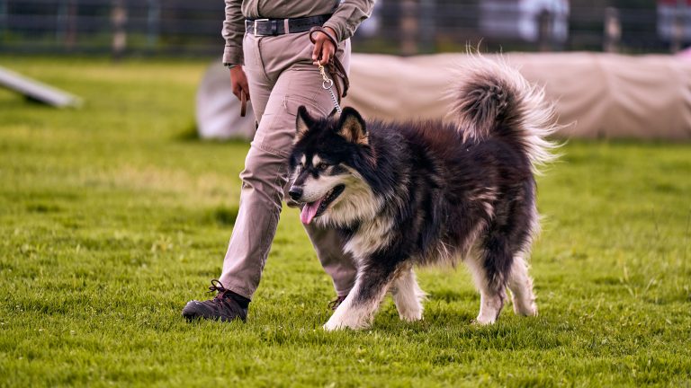 cómo enseñar a un perro a pasear sin tirar de la correa