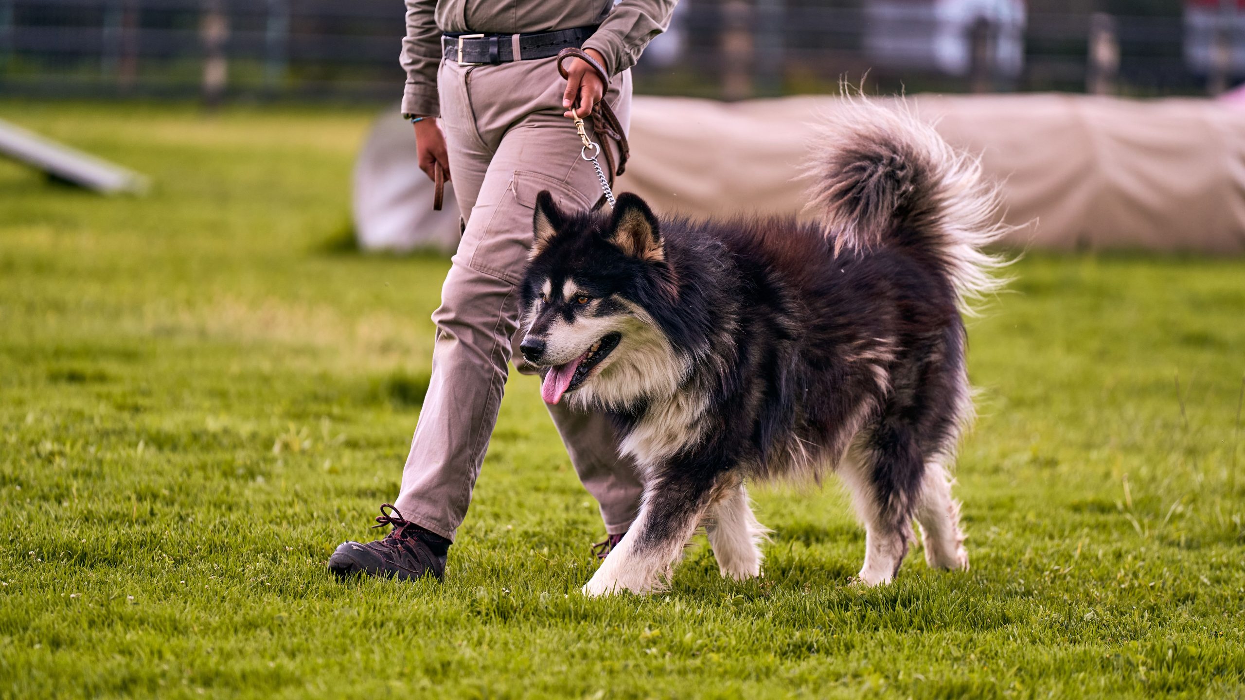 cómo enseñar a un perro a pasear sin tirar de la correa